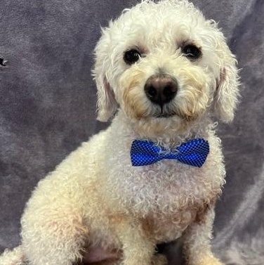 Diego (Poofy) photo 4