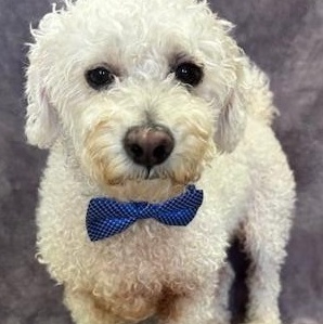 Diego (Poofy) photo 3