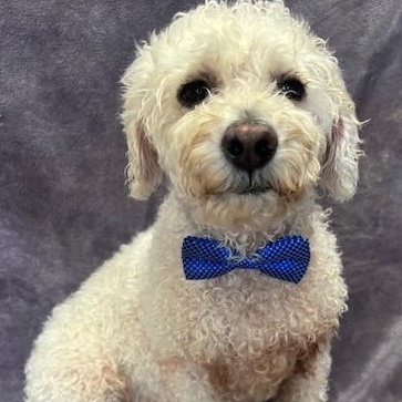 Diego (Poofy), Adult Male Bichon Frise