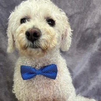 Diego (Poofy) photo 5