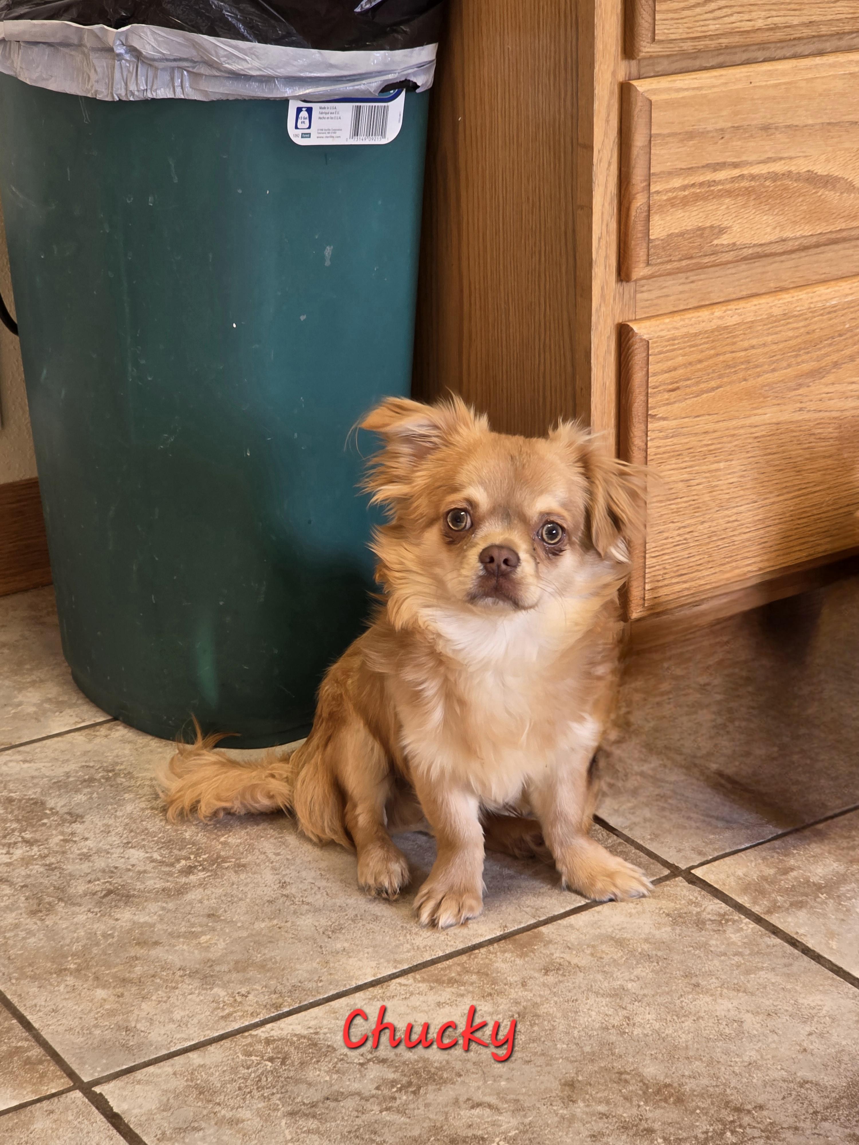 Enlarge Chucky, a ADOPTABLE Chihuahua in Wever, IA image 2/6