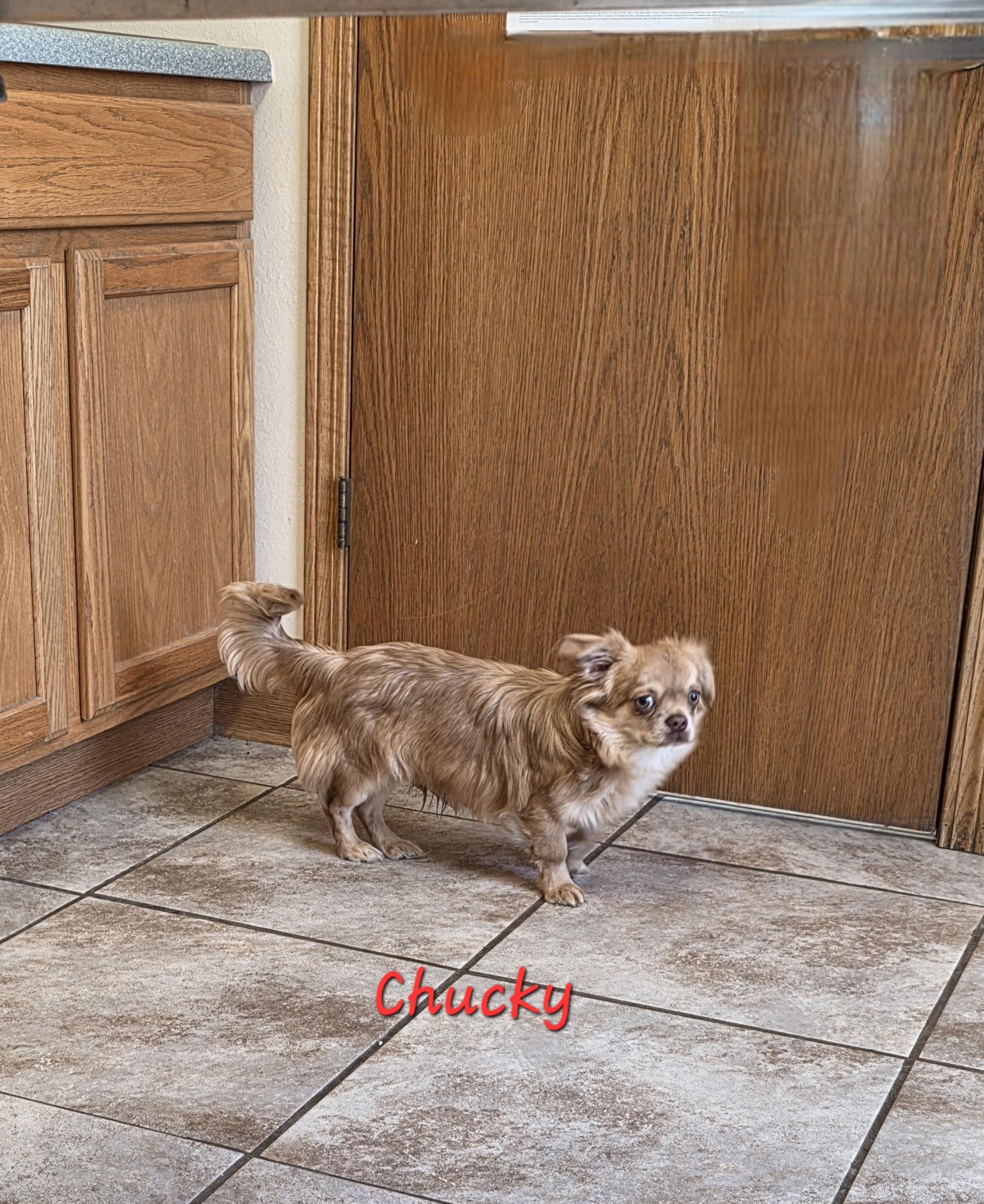 Enlarge Chucky, a ADOPTABLE Chihuahua in Wever, IA image 6/6