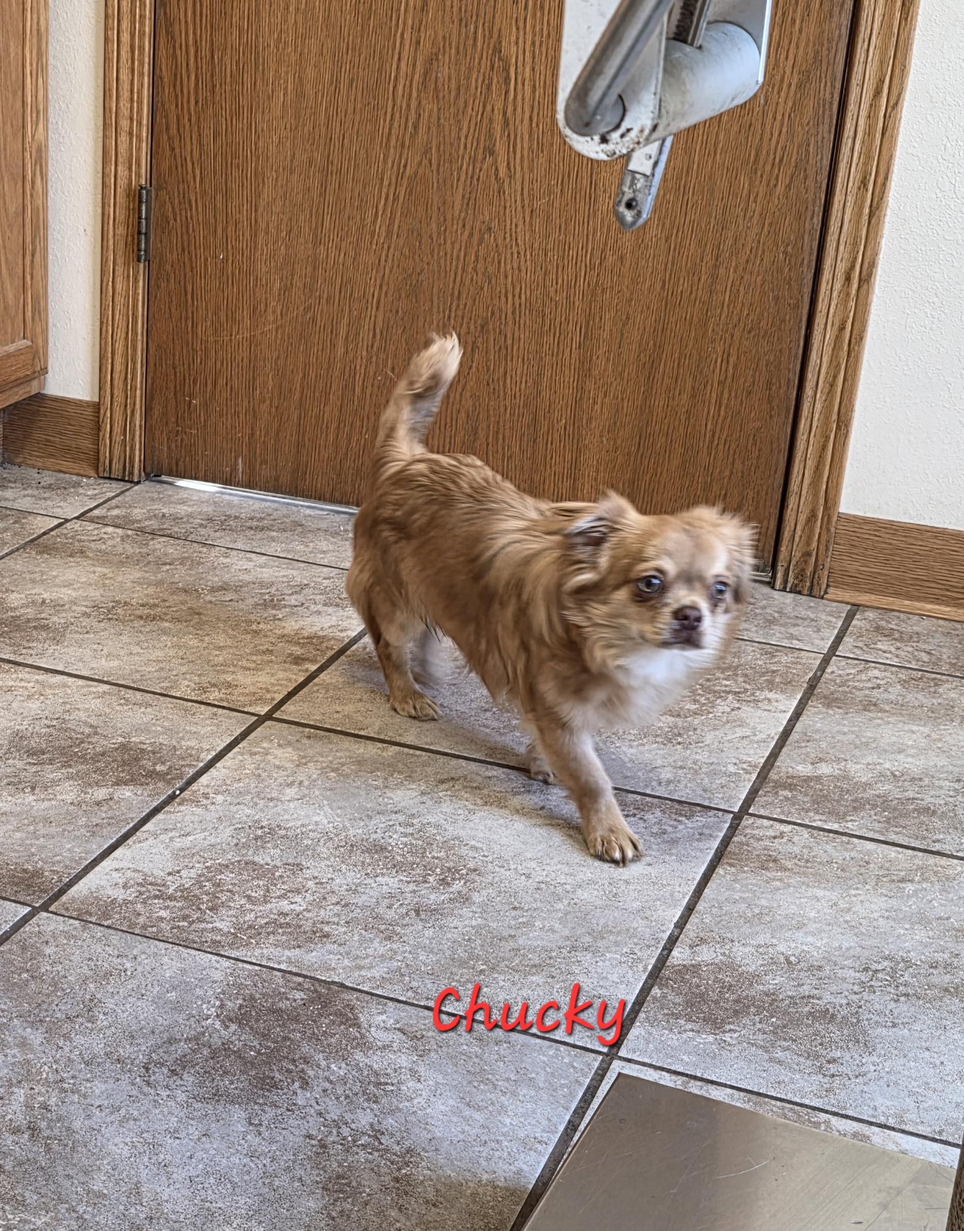 Enlarge Chucky, a ADOPTABLE Chihuahua in Wever, IA image 4/6