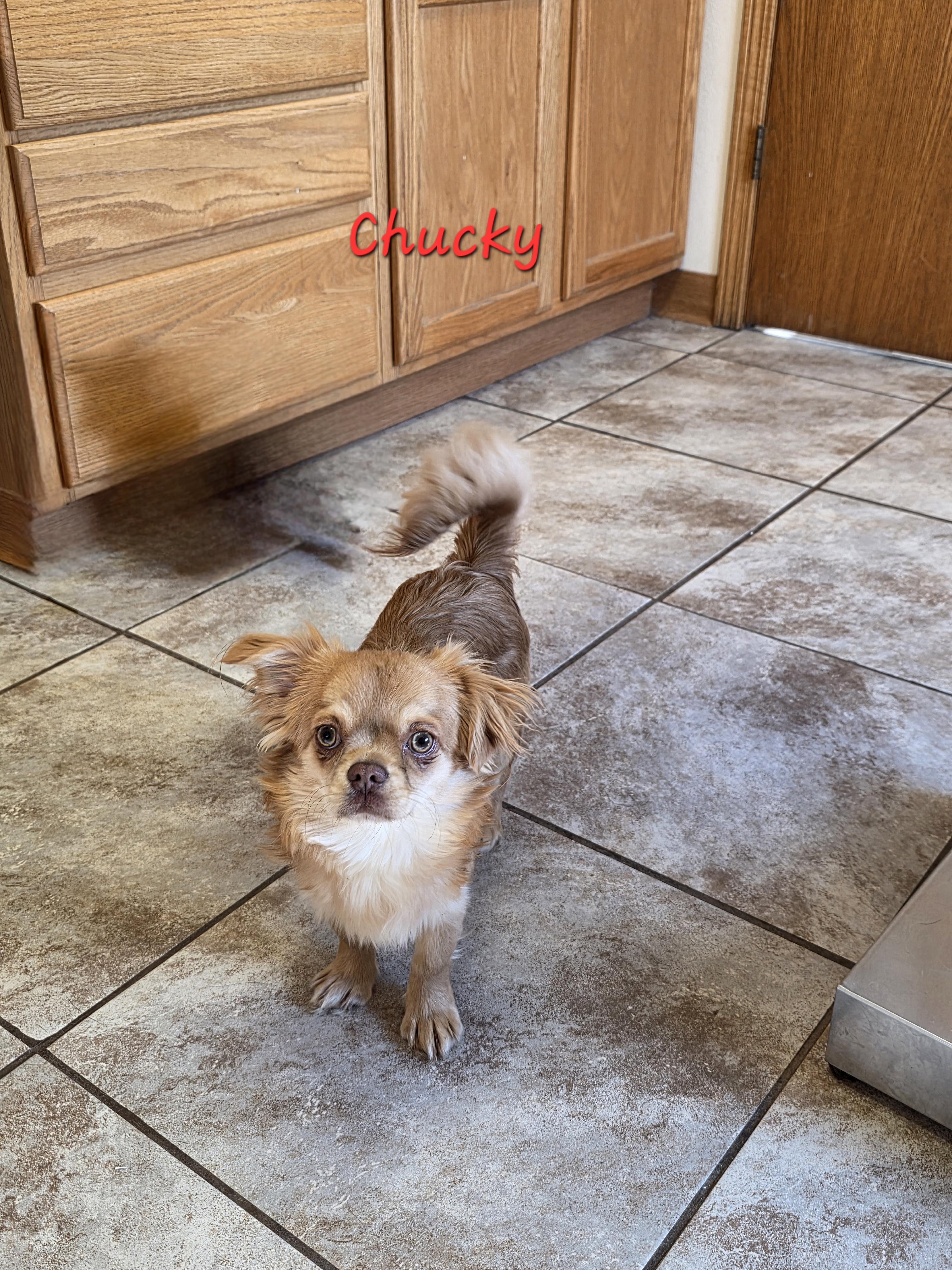 Enlarge Chucky, a ADOPTABLE Chihuahua in Wever, IA image 1/6