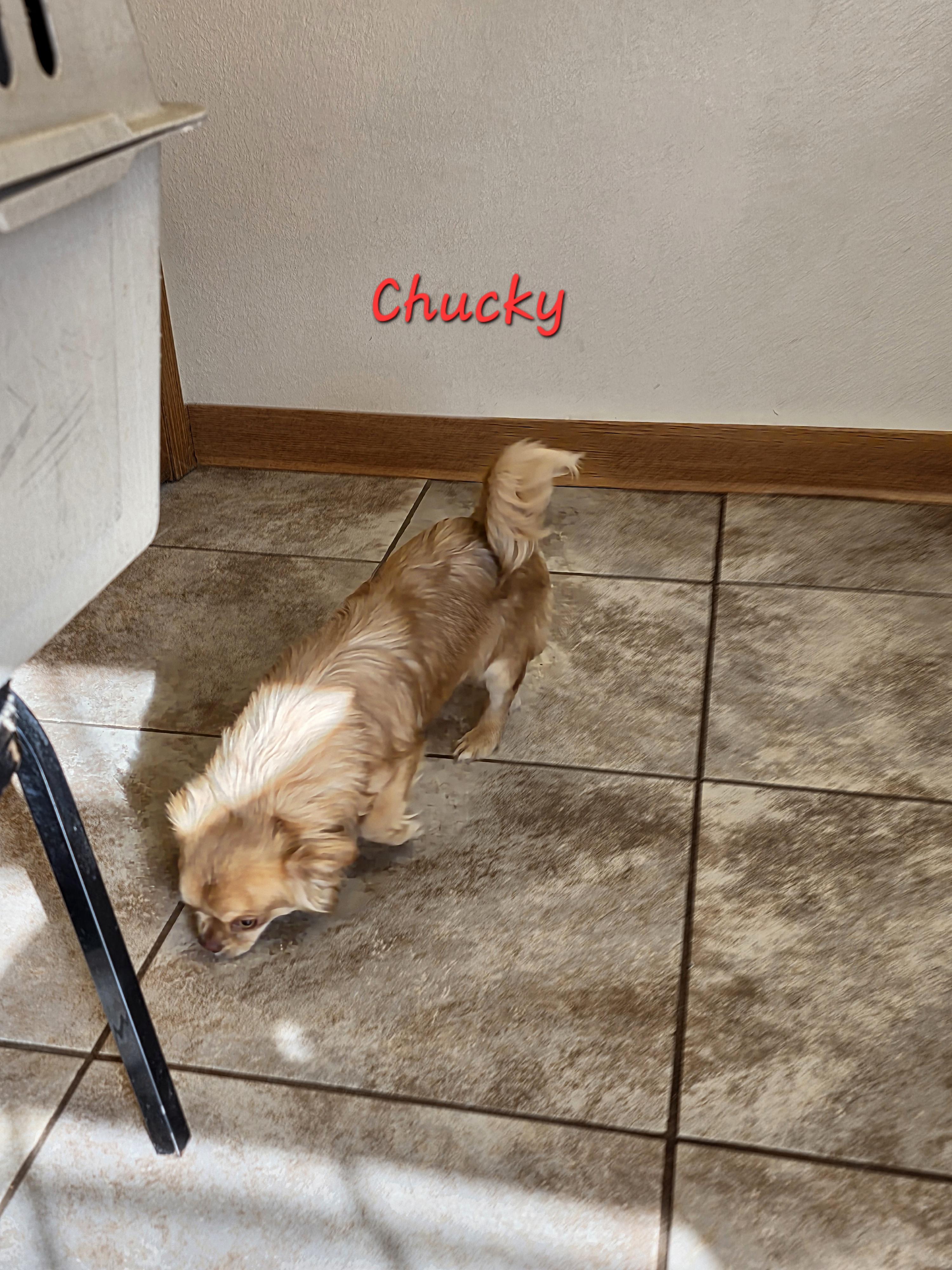 Enlarge Chucky, a ADOPTABLE Chihuahua in Wever, IA image 3/6