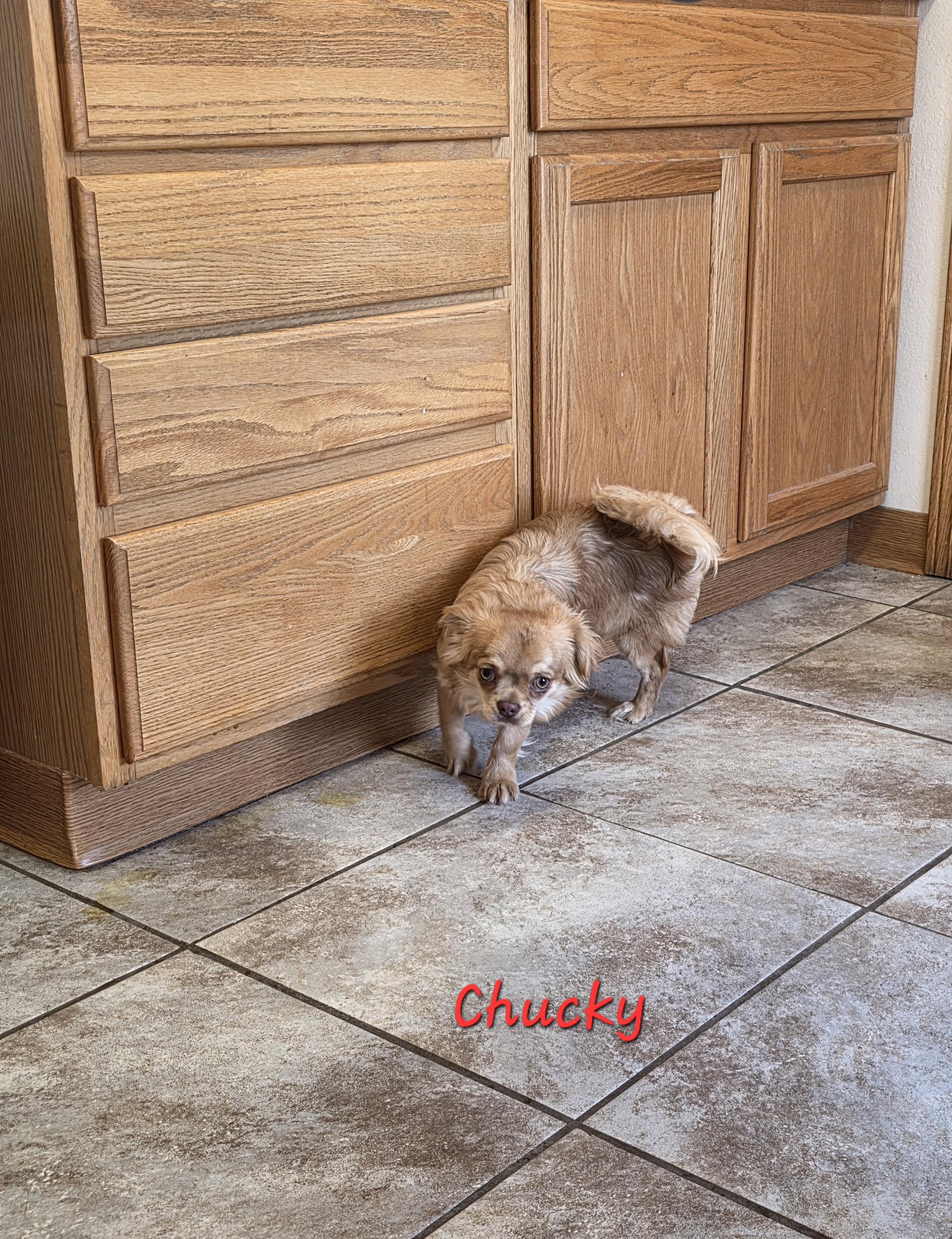 Enlarge Chucky, a ADOPTABLE Chihuahua in Wever, IA image 5/6