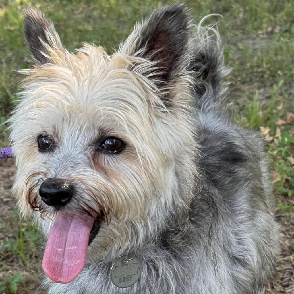 Cedric — thumbnail 2