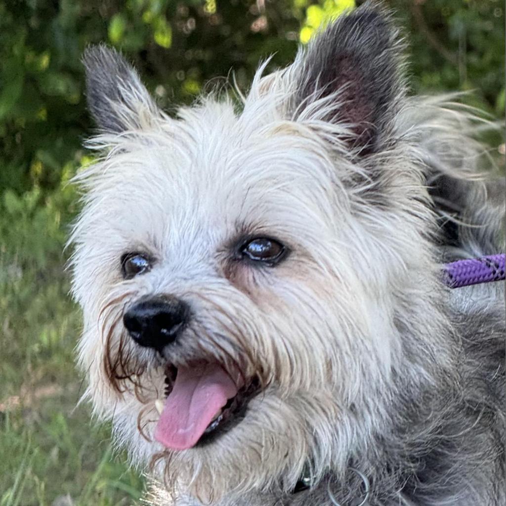 Cedric — thumbnail 4