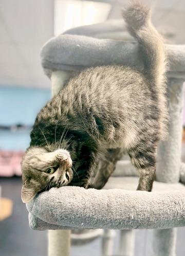 Enlarge Portobello aka Little Ear, a Adoptable Domestic Long Hair in Covington, LA image 6/6