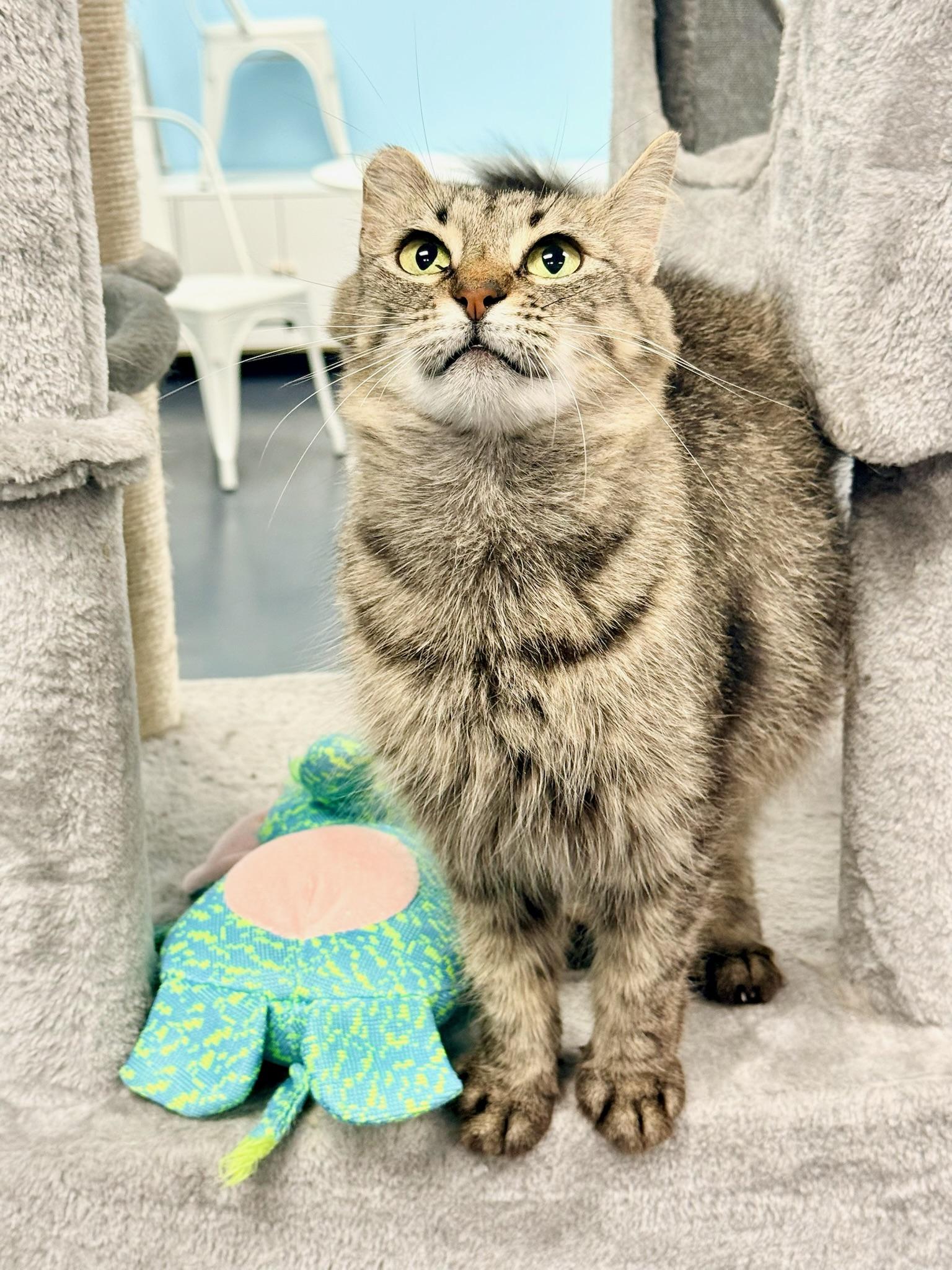Enlarge Portobello aka Little Ear, a Adoptable Domestic Long Hair in Covington, LA image 4/6