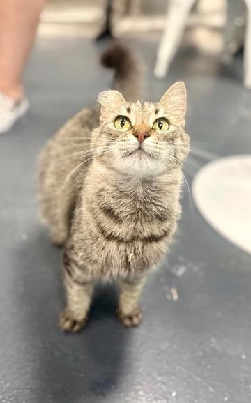 Enlarge Portobello aka Little Ear, a Adoptable Domestic Long Hair in Covington, LA image 5/6