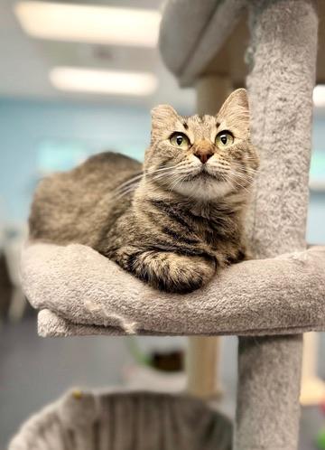 Enlarge Portobello aka Little Ear, a Adoptable Domestic Long Hair in Covington, LA image 2/6