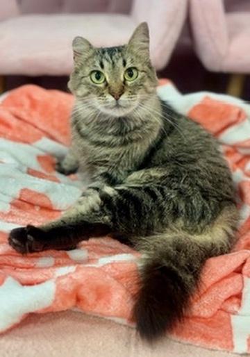 Portobello aka Little Ear, Adoptable, Kitten Female Domestic Long Hair.