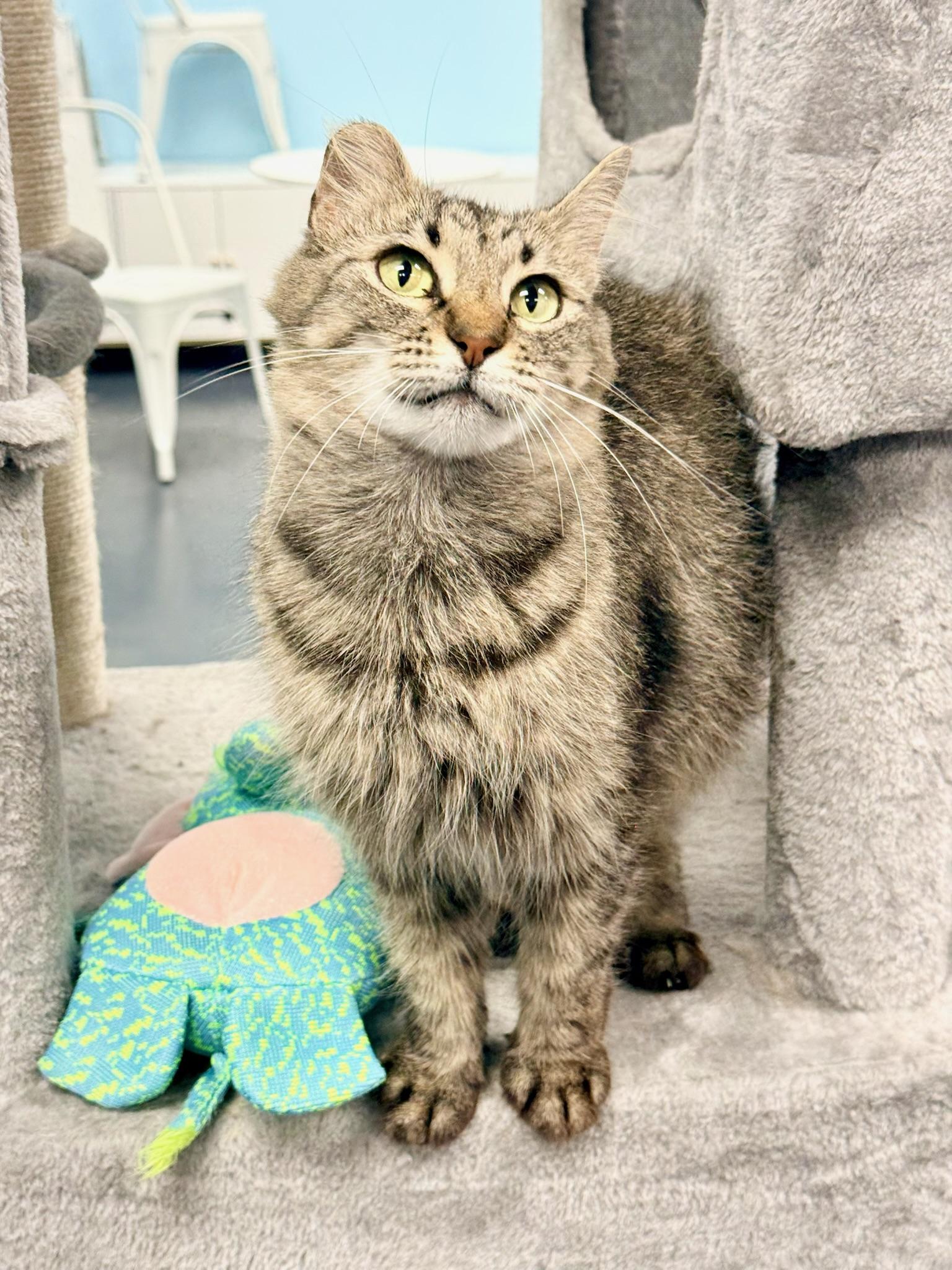 Enlarge Portobello aka Little Ear, a Adoptable Domestic Long Hair in Covington, LA image 3/6