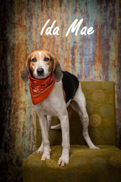 Enlarge Ida Mae, a Adoptable Hound in North Myrtle Beach, SC image 1/6