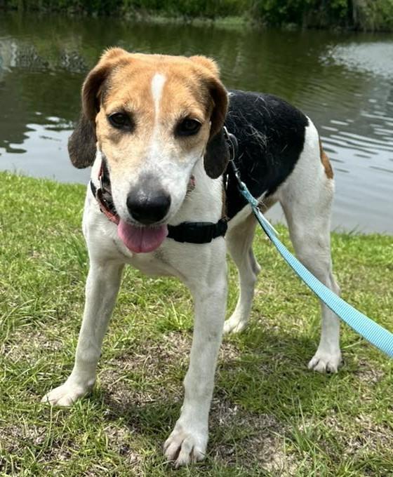 Enlarge Ida Mae, a Adoptable Hound in North Myrtle Beach, SC image 3/6