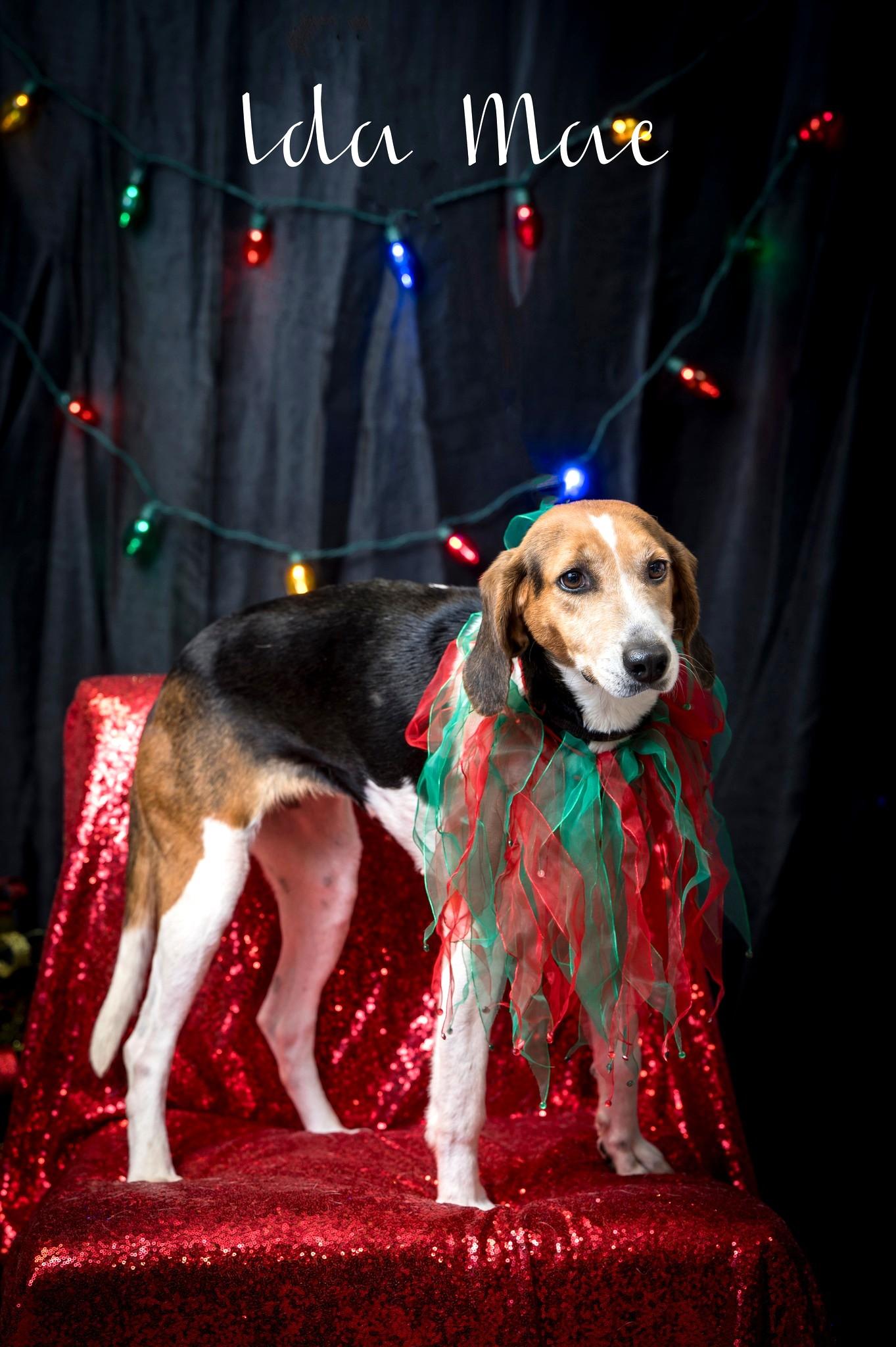 Enlarge Ida Mae, a Adoptable Hound in North Myrtle Beach, SC image 2/6