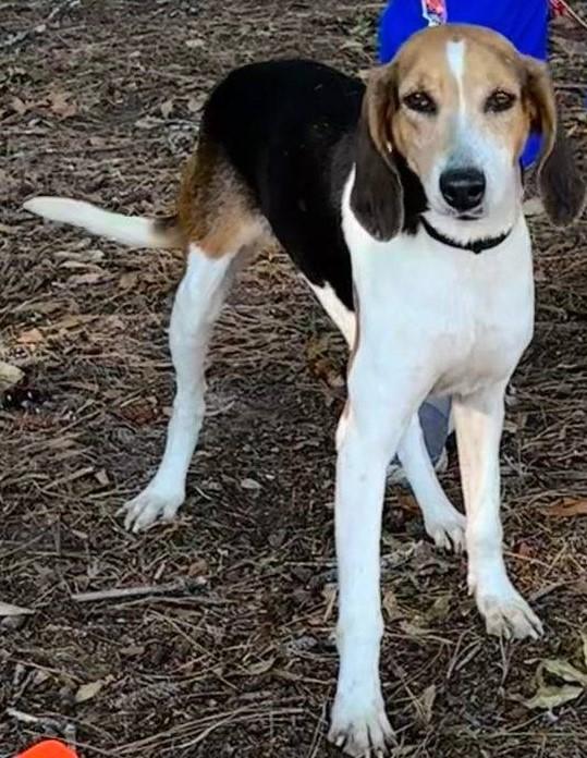 Enlarge Ida Mae, a Adoptable Hound in North Myrtle Beach, SC image 5/6