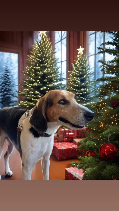 Enlarge Ida Mae, a Adoptable Hound in North Myrtle Beach, SC image 4/6