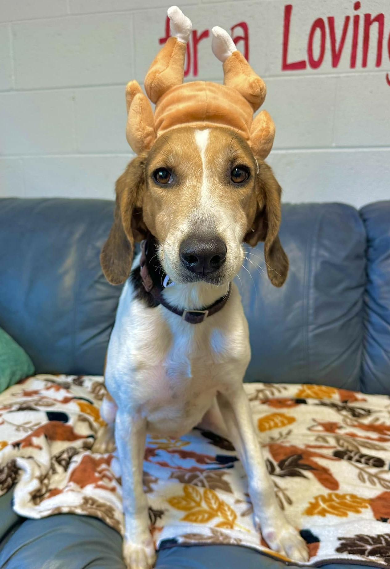 Enlarge Ida Mae, a Adoptable Hound in North Myrtle Beach, SC image 6/6