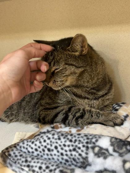 Jimothy, Adoptable, Adult Male Domestic Short Hair & Domestic Short Hair.