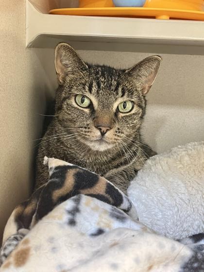 Jimothy, Adoptable, Adult Male Domestic Short Hair & Domestic Short Hair.