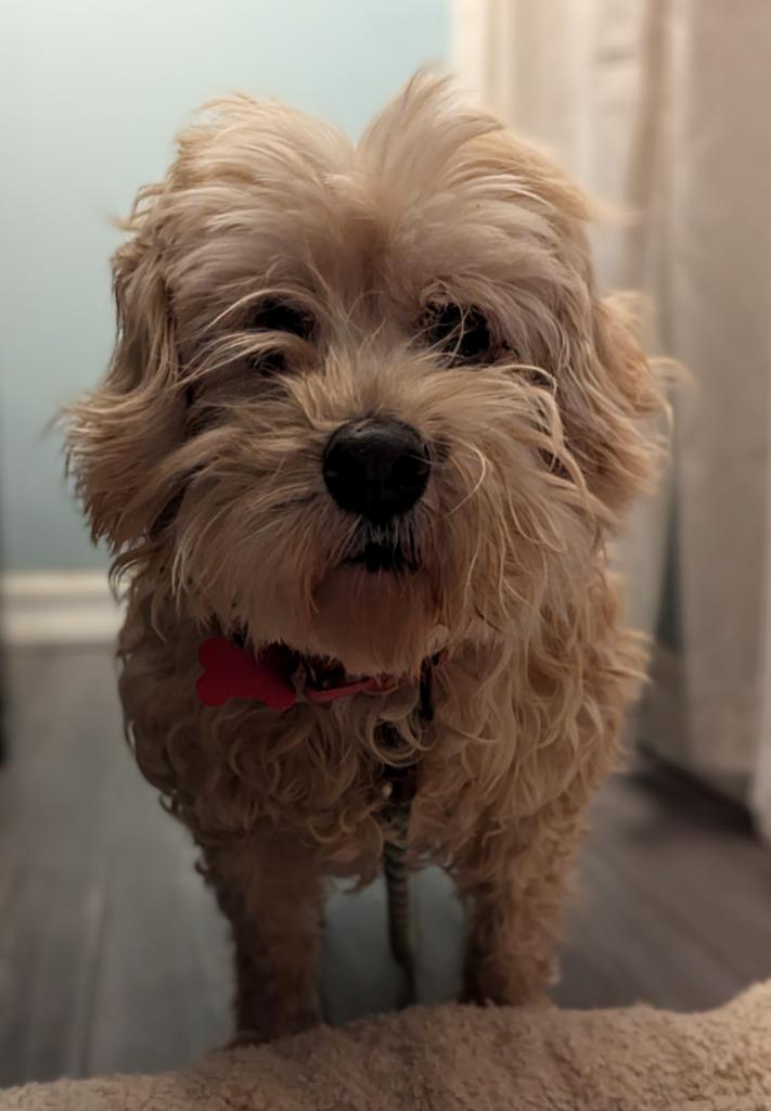 Thoory, a Adoptable mixed breed in San Diego, CA image 1/2