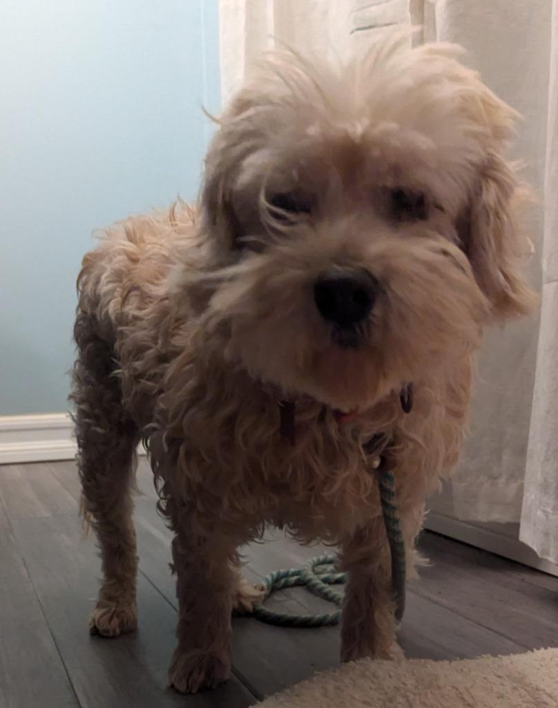 Thoory, a Adoptable mixed breed in San Diego, CA image 2/2