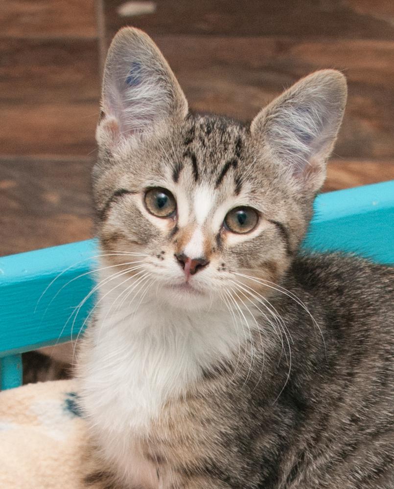 Cruncher (gets adopted with Freyja)