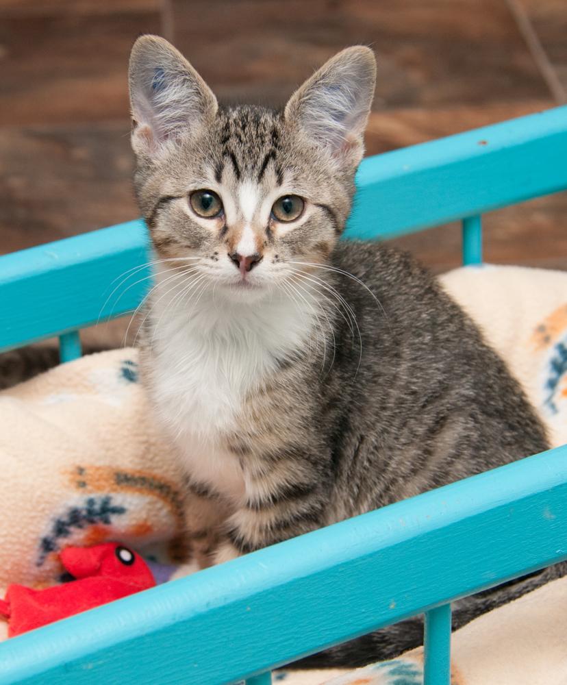 Cruncher (gets adopted with Freyja)