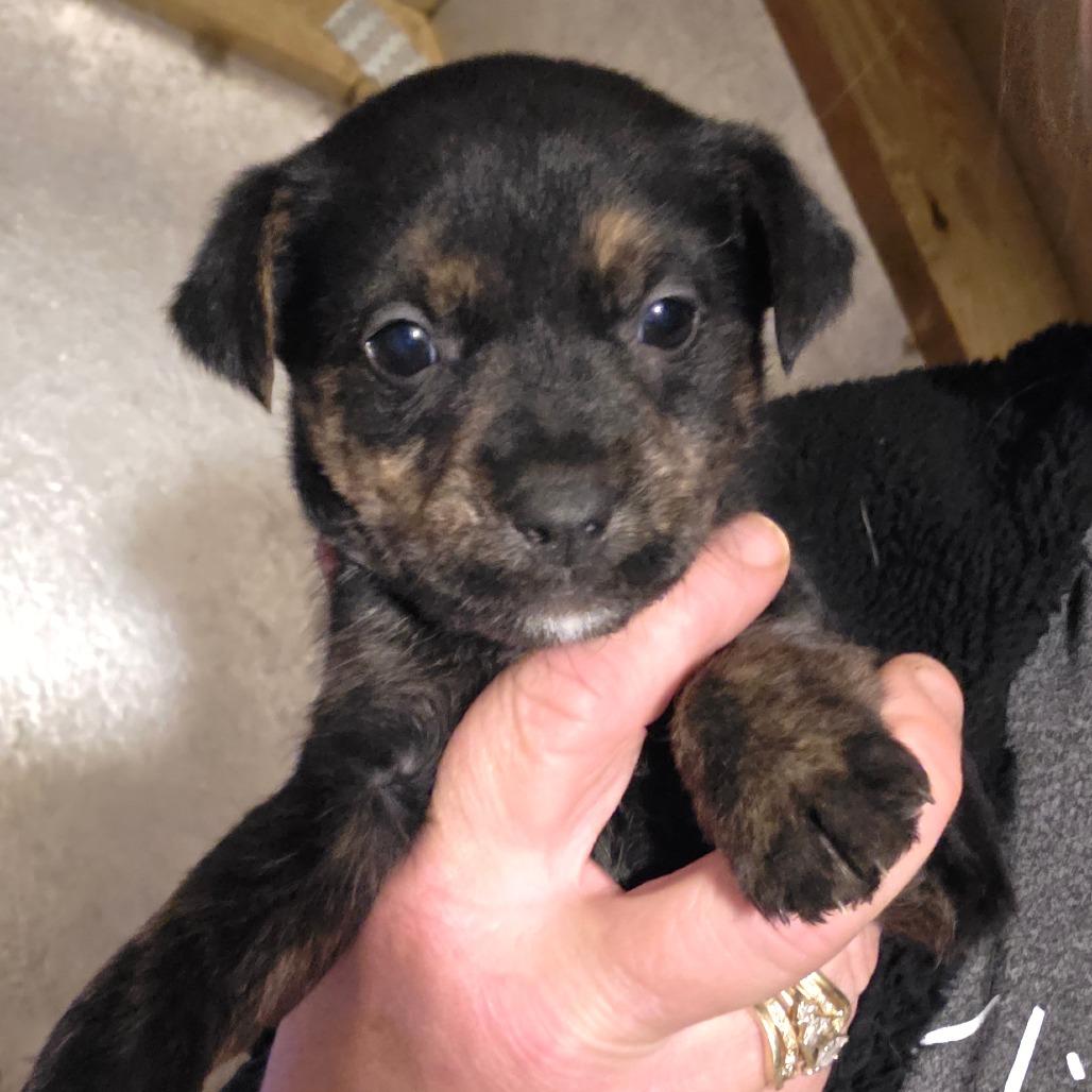g 4/ Georgia, Adoptable, Puppy Female Airedale Terrier & Norfolk Terrier.