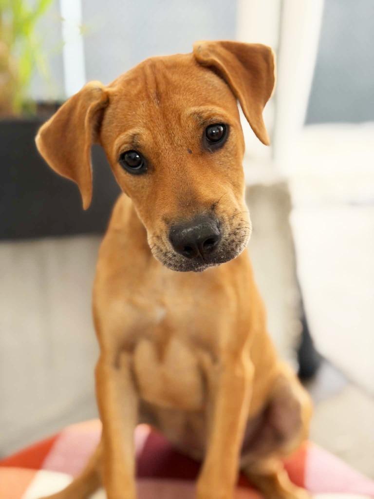 Enlarge Janie, a Adoptable mixed breed in Savage, MN image 1/2