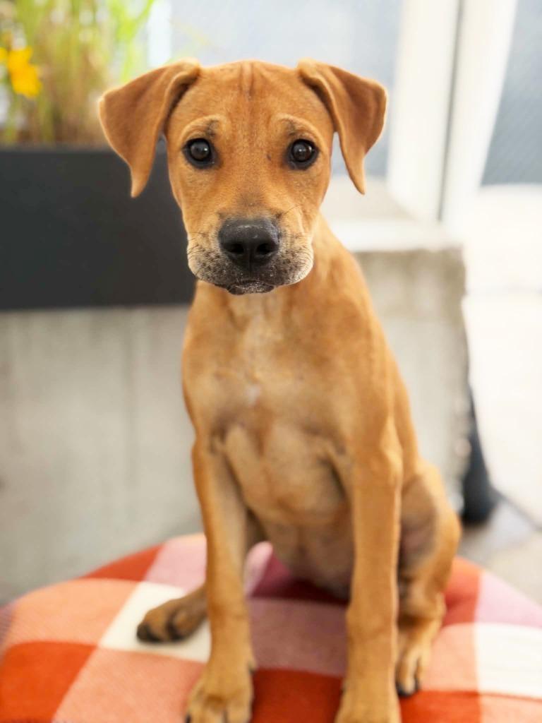 Enlarge Janie, a Adoptable mixed breed in Savage, MN image 2/2