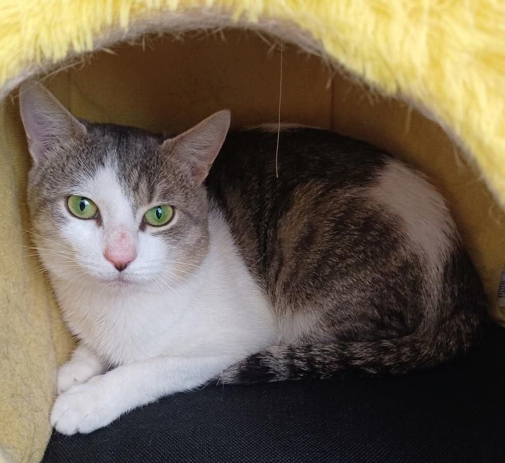 Nino, ADOPTABLE, Young Male Domestic Short Hair.