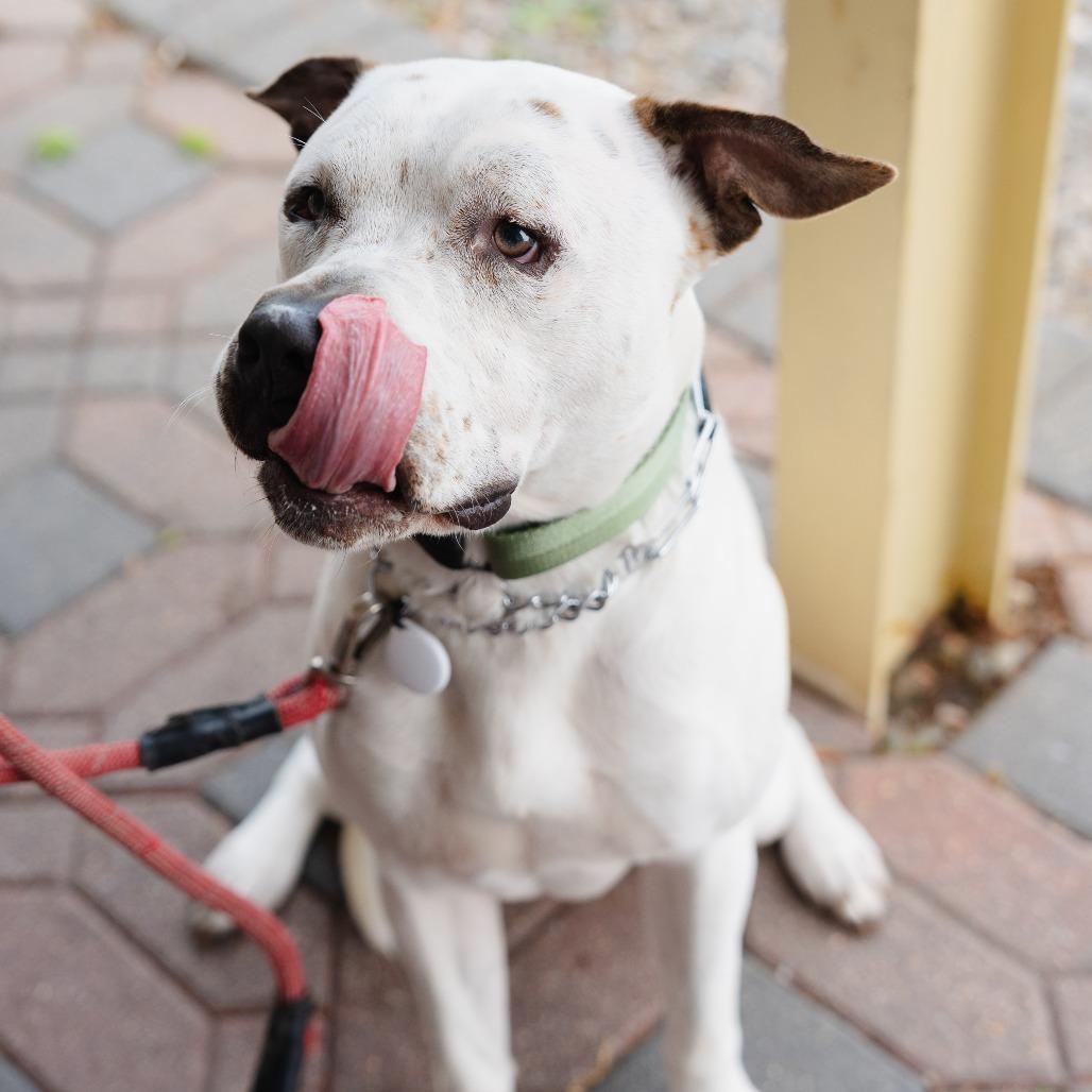 Spencer (In Foster), a Adoptable Pit Bull Terrier in Vineland, NJ image 1/4