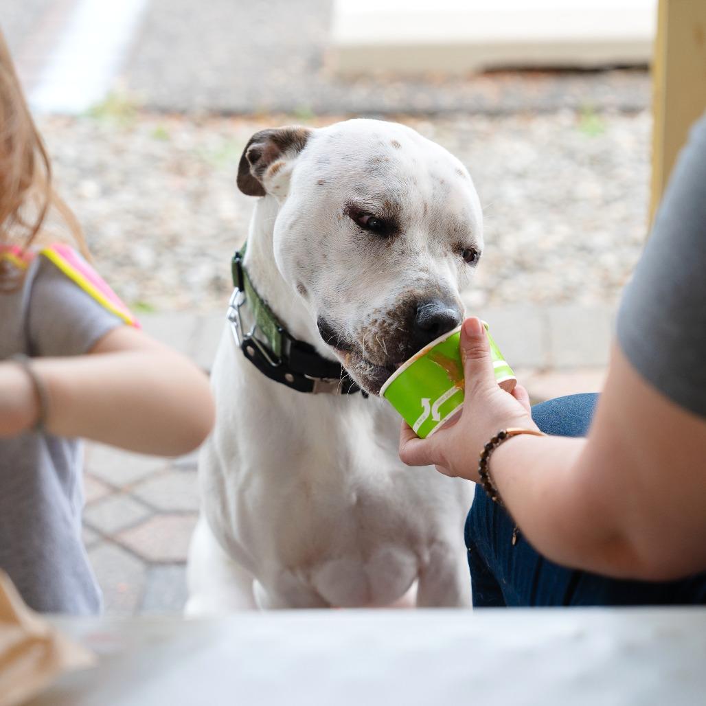 Spencer (In Foster), a Adoptable Pit Bull Terrier in Vineland, NJ image 2/4