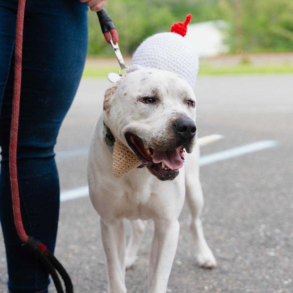 Spencer (In Foster), a Adoptable Pit Bull Terrier in Vineland, NJ image 3/4