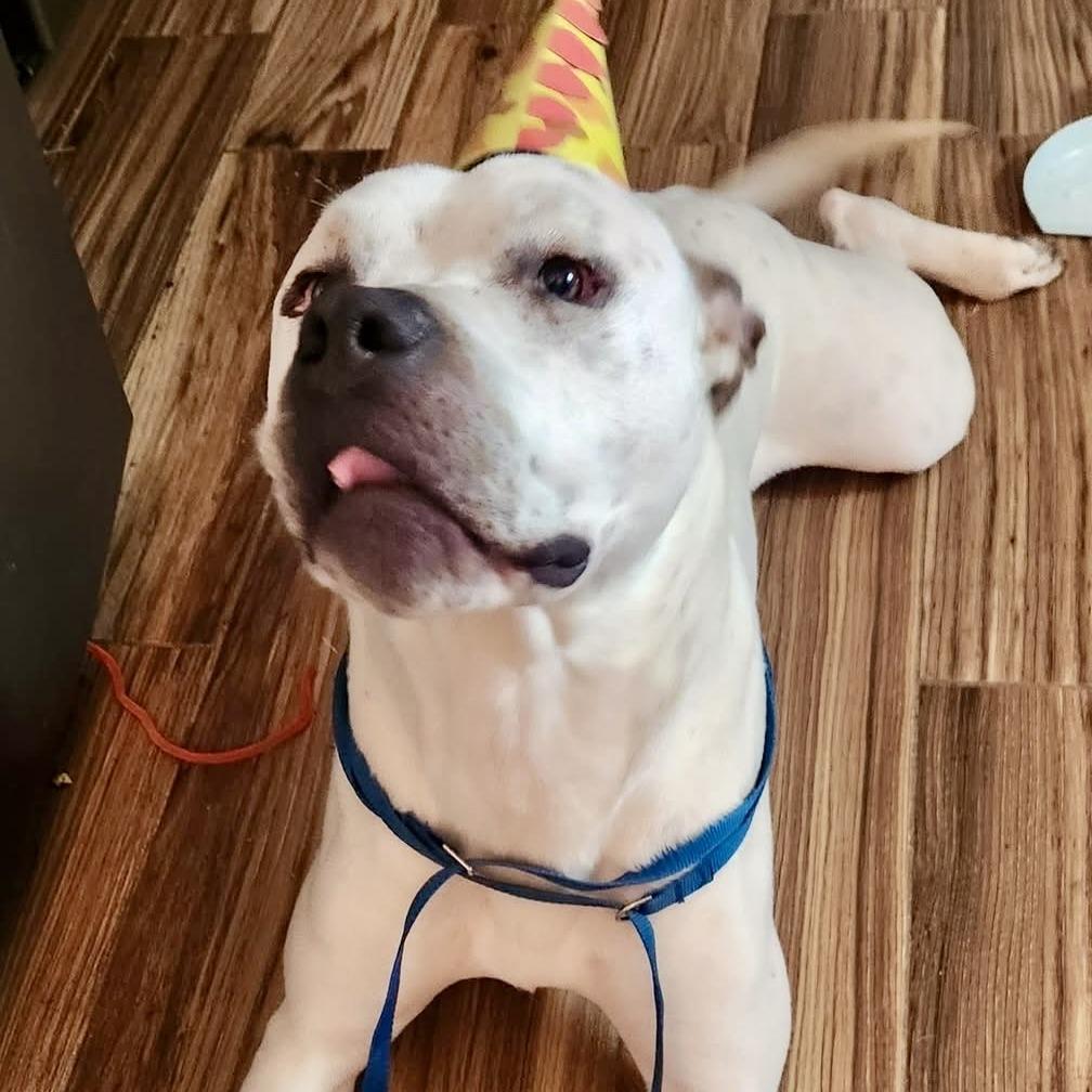 Spencer (In Foster), a Adoptable Pit Bull Terrier in Vineland, NJ image 4/4