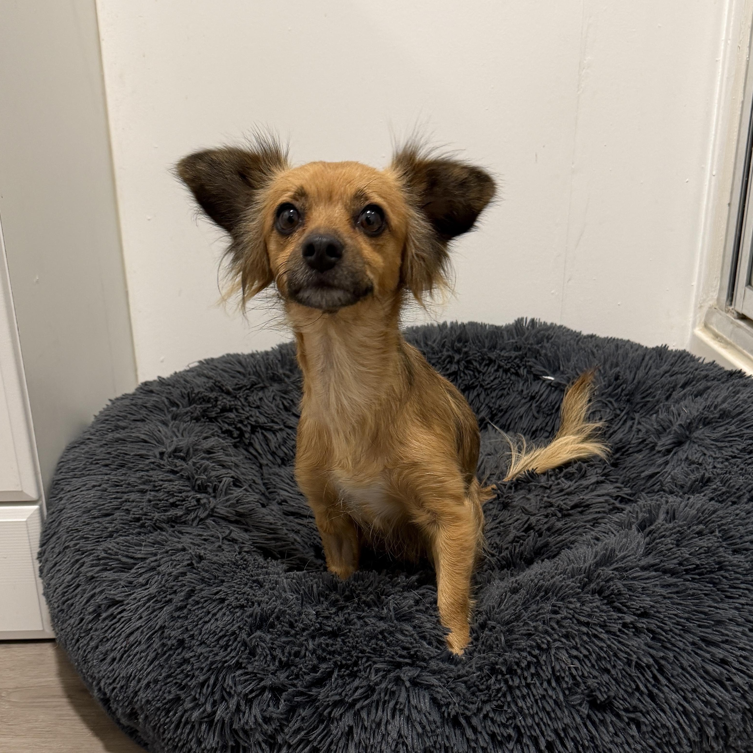 Lenette, a Adoptable mixed breed in San Diego, CA image 1/3