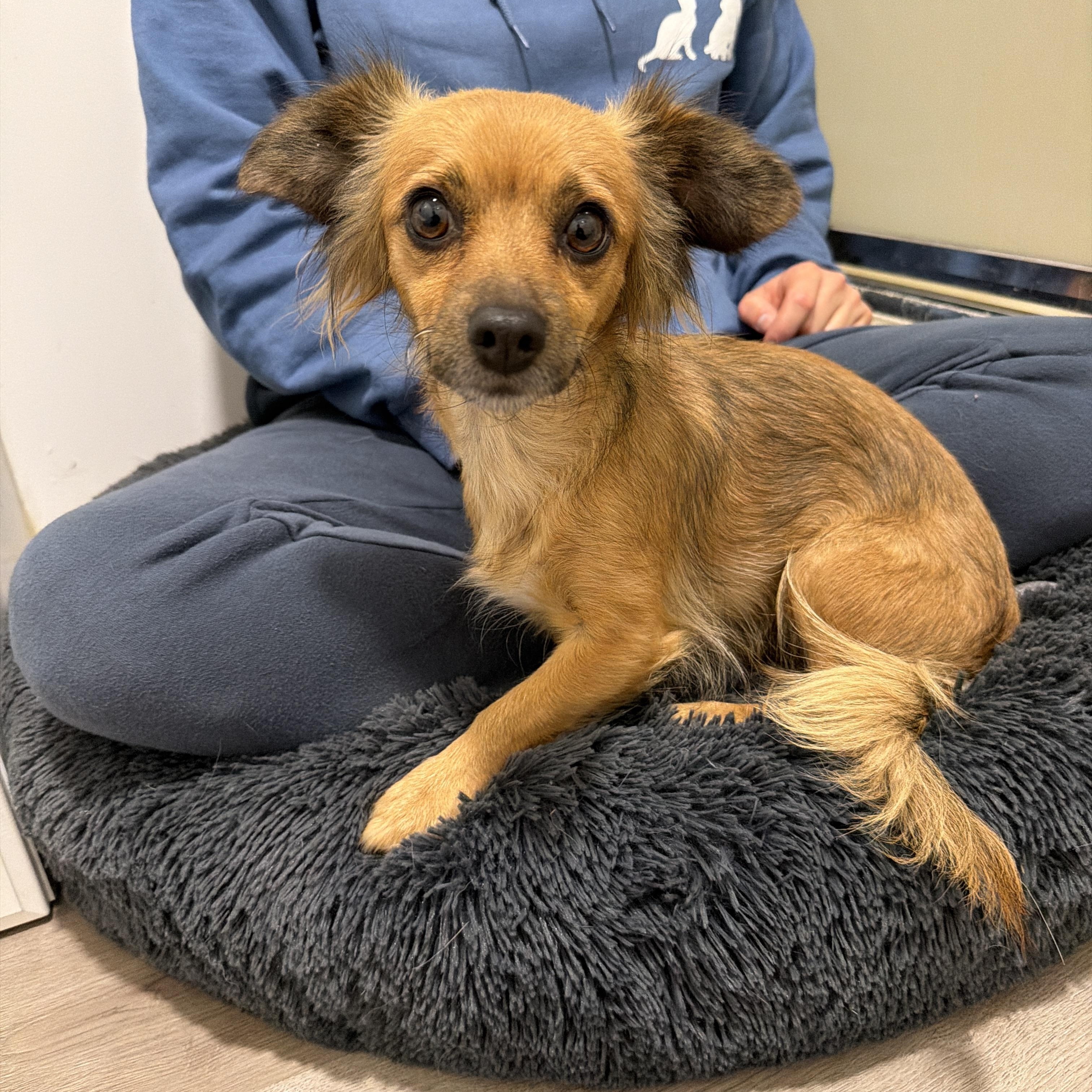 Lenette, a Adoptable mixed breed in San Diego, CA image 3/3