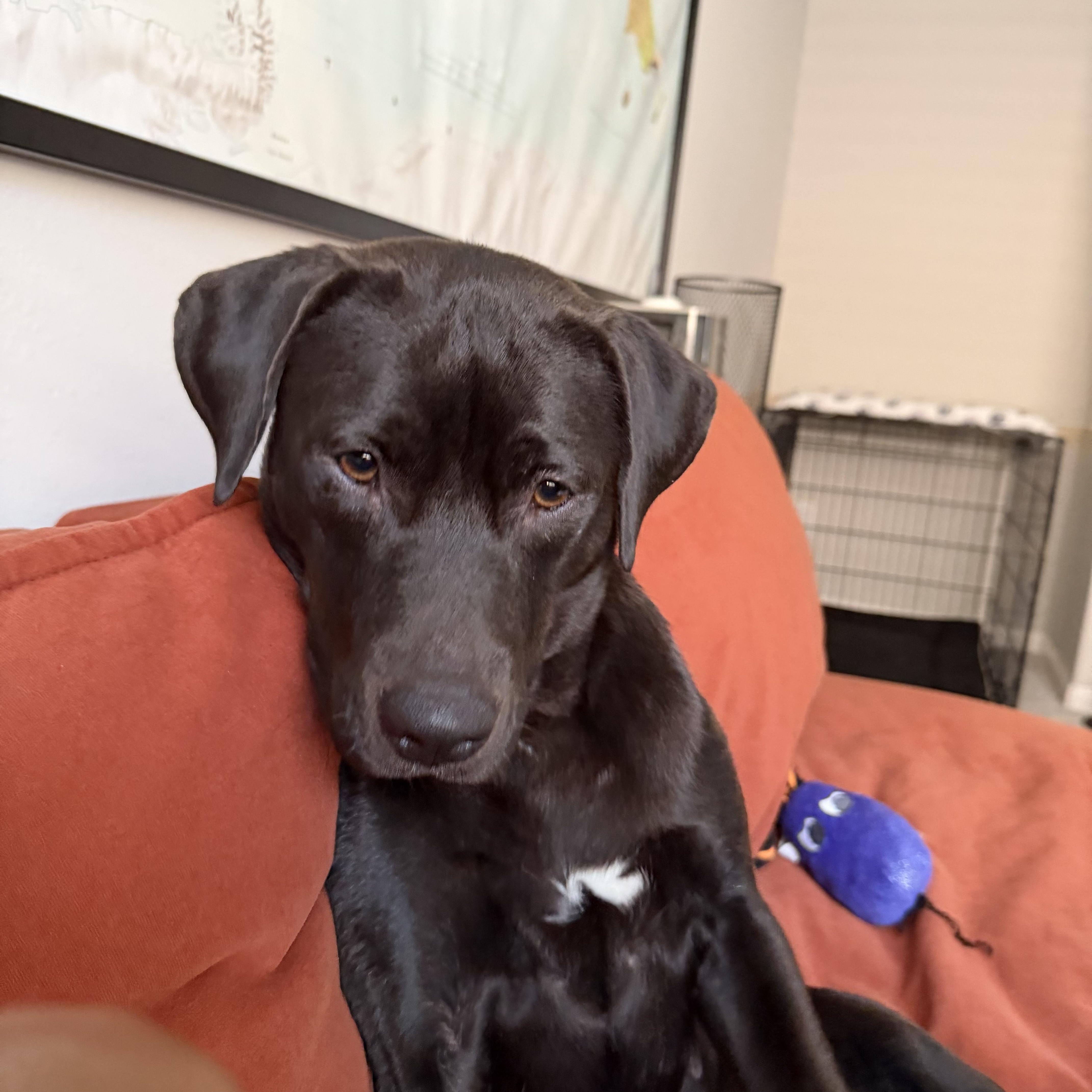 Enlarge Raven, a Adopted mixed breed in Blaine , WA image 1/6