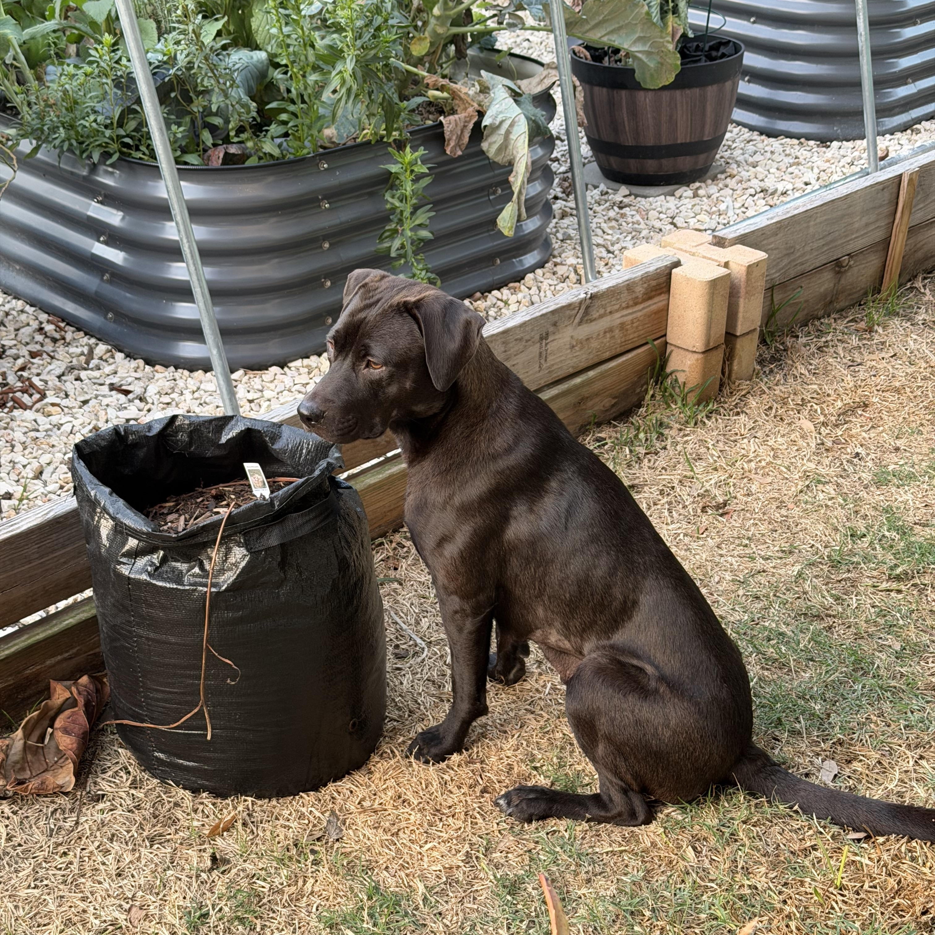 Enlarge Raven, a Adopted mixed breed in Blaine , WA image 3/6