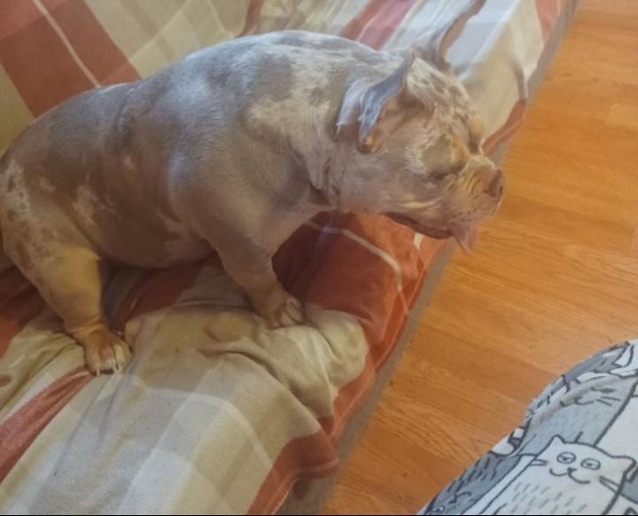 Enlarge Daphne, a ADOPTABLE mixed breed in Homer Glen, IL image 2/4