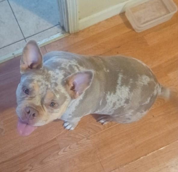 Daphne, ADOPTABLE, Young Female French Bulldog & American Bully.