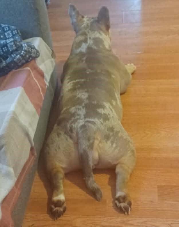 Enlarge Daphne, a ADOPTABLE mixed breed in Homer Glen, IL image 4/4