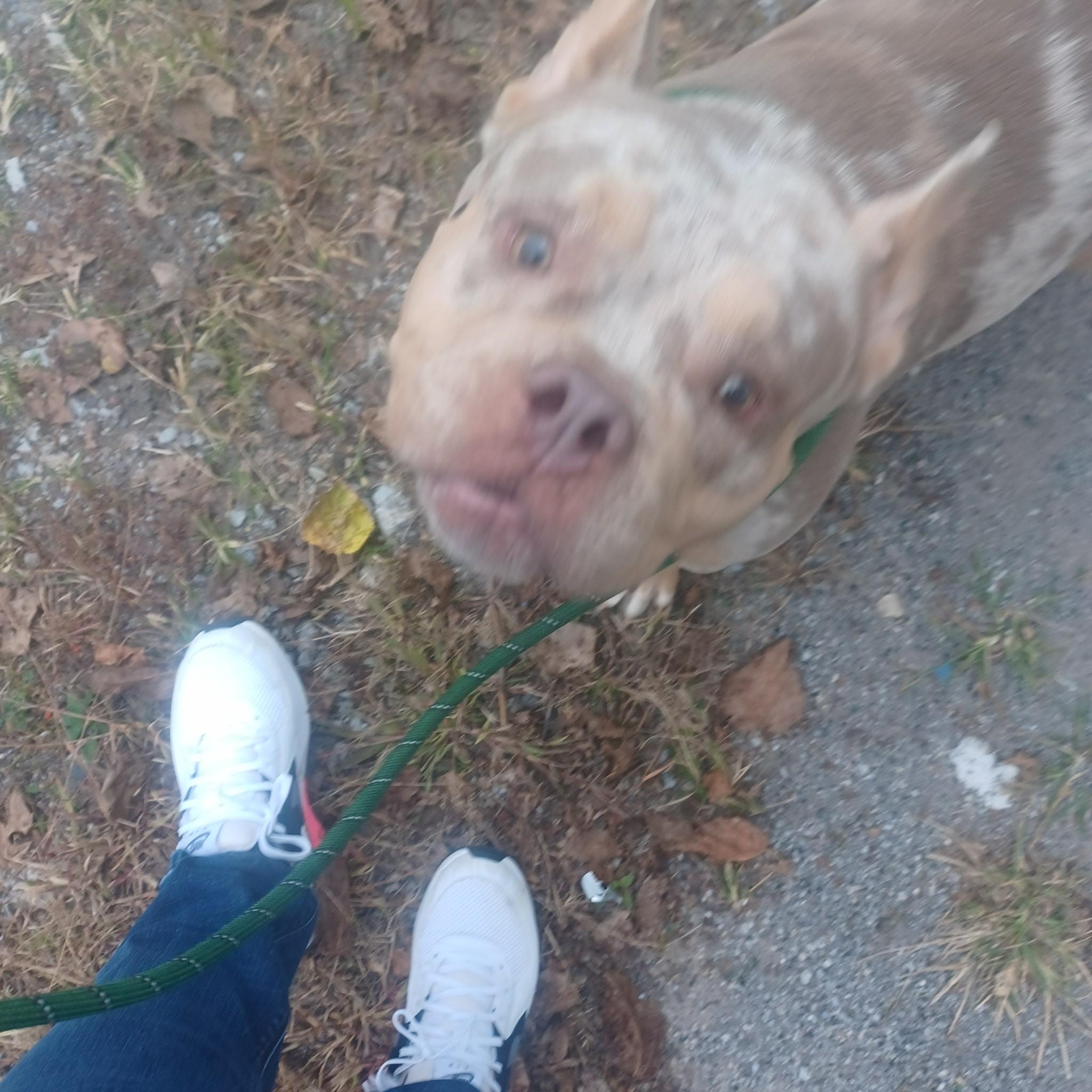 Enlarge Daphne, a ADOPTABLE mixed breed in Homer Glen, IL image 3/4