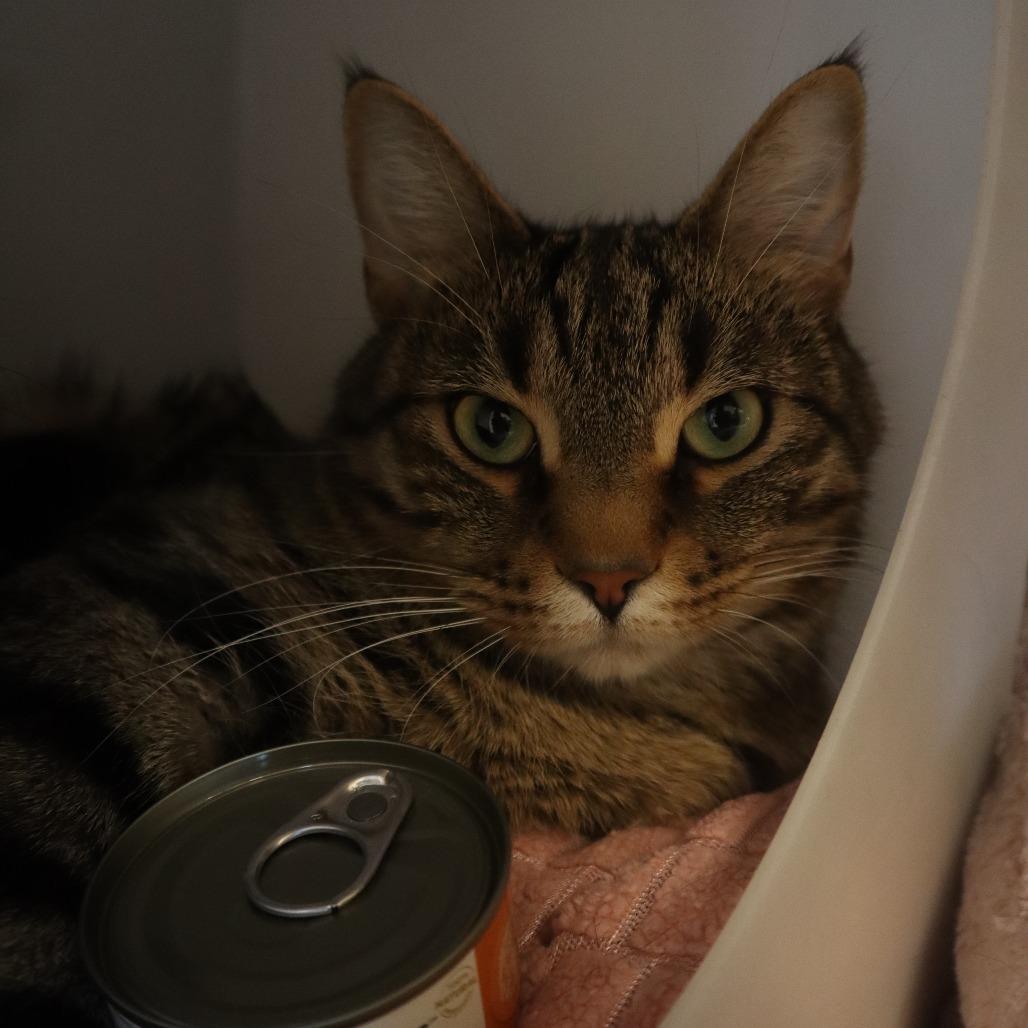 Derek, Adoptable, Adult Male Domestic Short Hair.