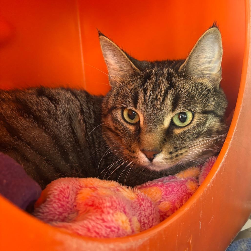 Enlarge Derek, a Adoptable Domestic Short Hair in Waukesha, WI image 3/3
