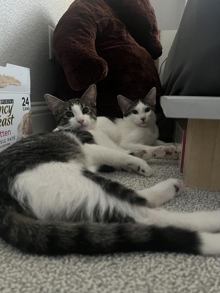 Tommy — thumbnail 4