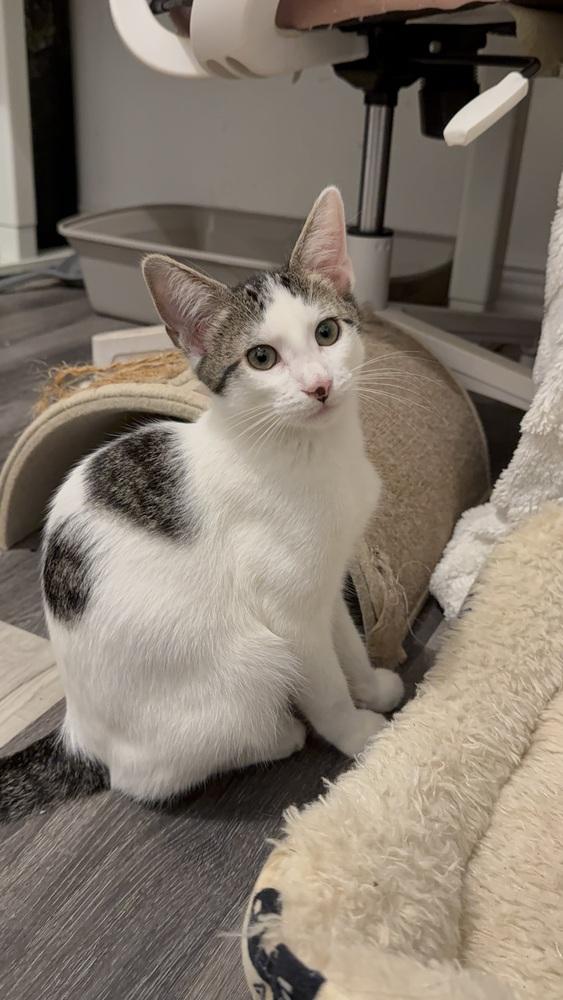 Tommy — thumbnail 5